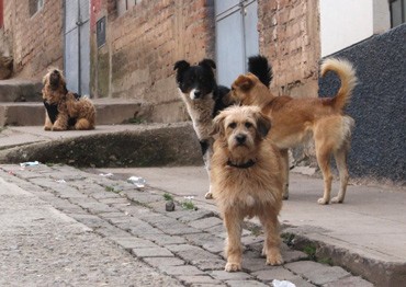 Ministerio de Salud deslinda responsabilidad en eliminación de canes en Puno