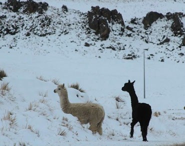 Cerca de 10 mil familias fueron afectadas por nevadas en la región Puno