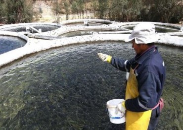 Lago Titicaca potencia la producción de la trucha 