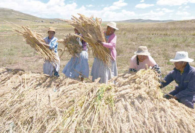 Puno: Productores de quinua que buscan exportar a China serán capacitados