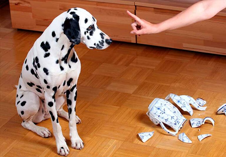 Disciplinar a nuestro perro: cosas básicas que se deben hacer o dejar de hacer﻿