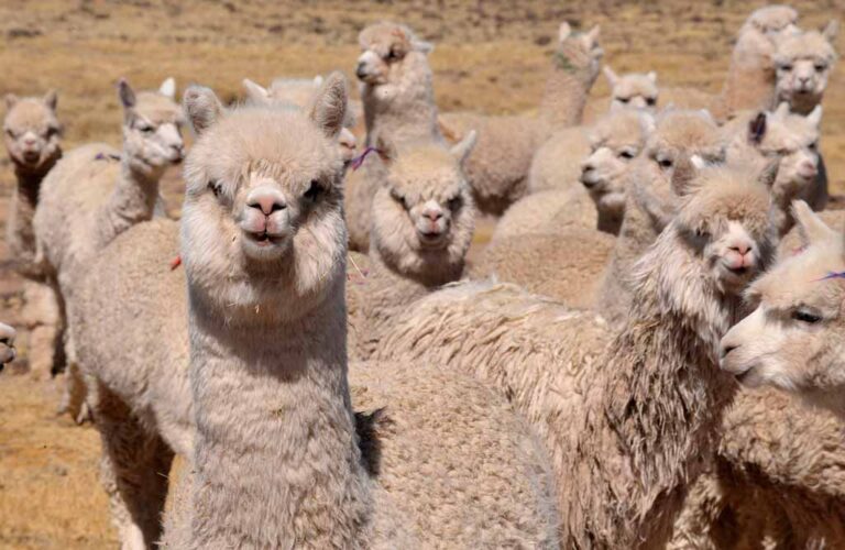 Puno: Fibra de alpaca se comercializa a precios muy bajos