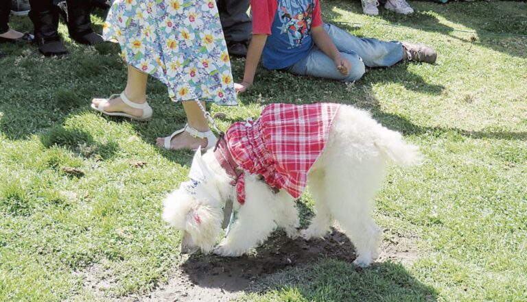 Multa de hasta S/ 4,200 por no cuidar a mascotas