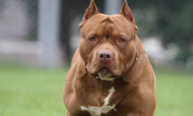 ¿Los pitbulls son peligrosos?