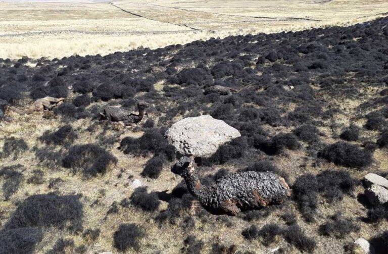 Puno: 30 alpacas murieron en voraz incendio
