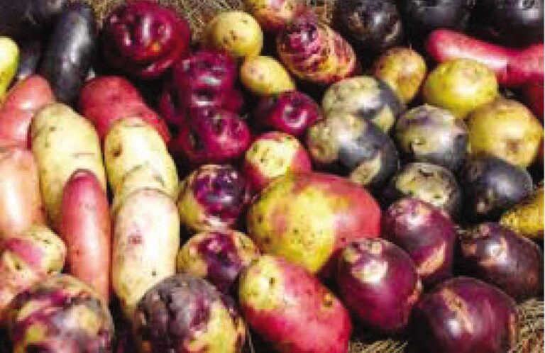 Producción de papa se incrementó en 40%