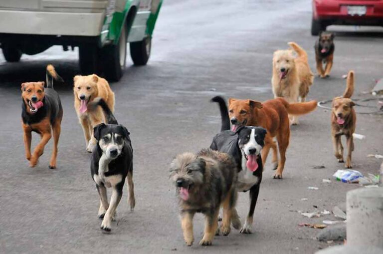 Hasta 200 casos de mordedura canina se registran en Juliaca por mes