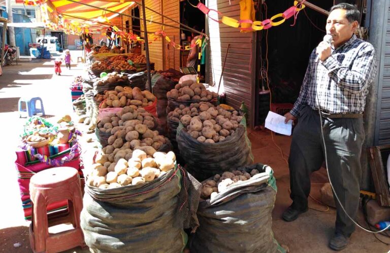 Agricultores puneños produjeron 804 mil toneladas de papa