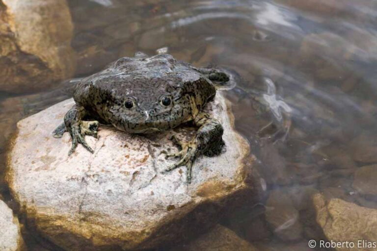 Esfuerzos internacionales para salvar a la rana gigante del Titicaca