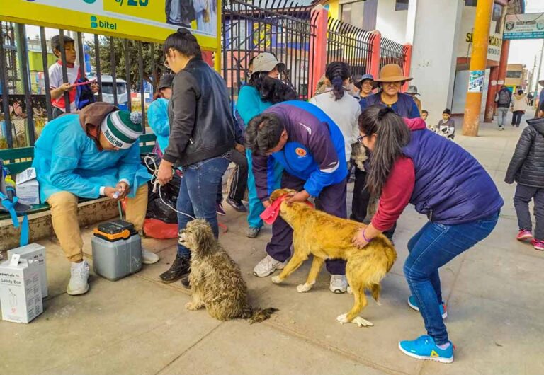 Rabia canina gana territorio en Juliaca
