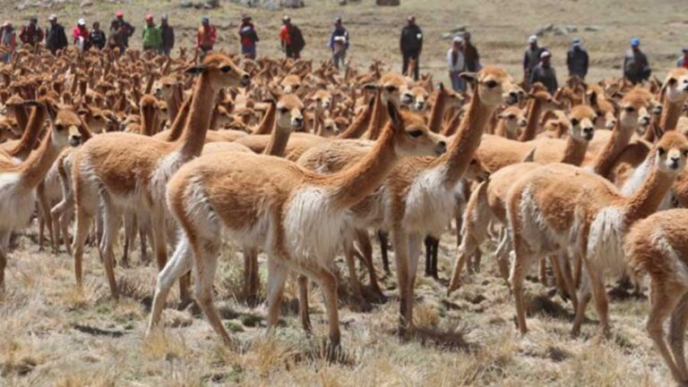 Chaku de vicuñas, una ruta al turismo local