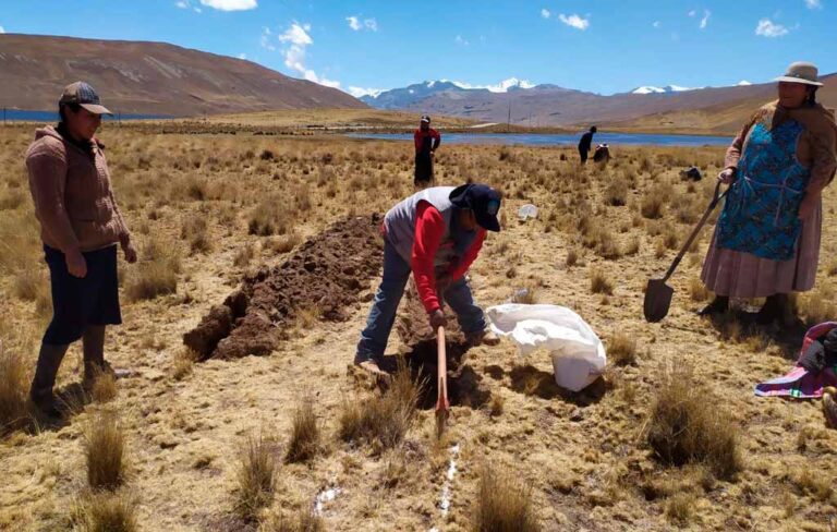 Invierten 2 millones de soles para recuperar praderas