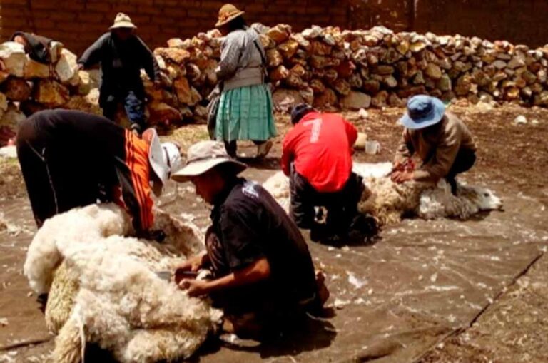 PECSA asiste a 18 centros de acopio de fibra de alpaca