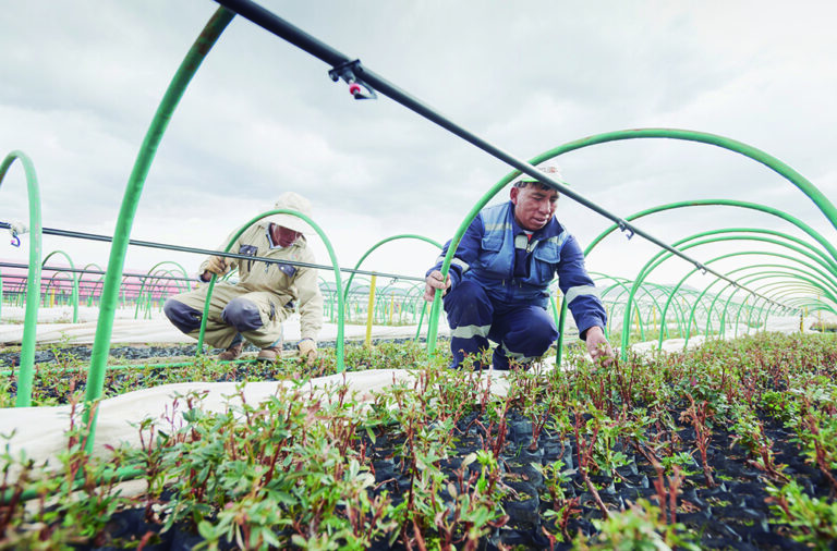 20 mil plantones para recuperar áreas verdes