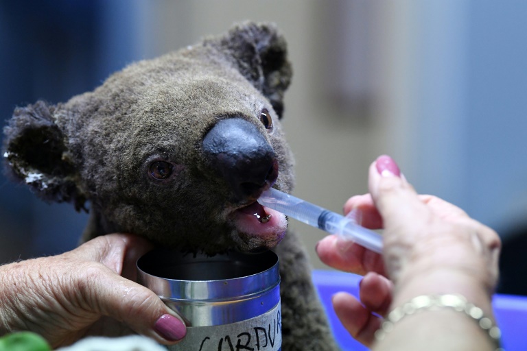 Australia: Más del 50% de koalas habrían muerto