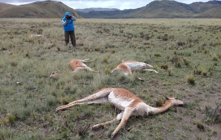 Vicuñas murieron  fulminadas por rayo