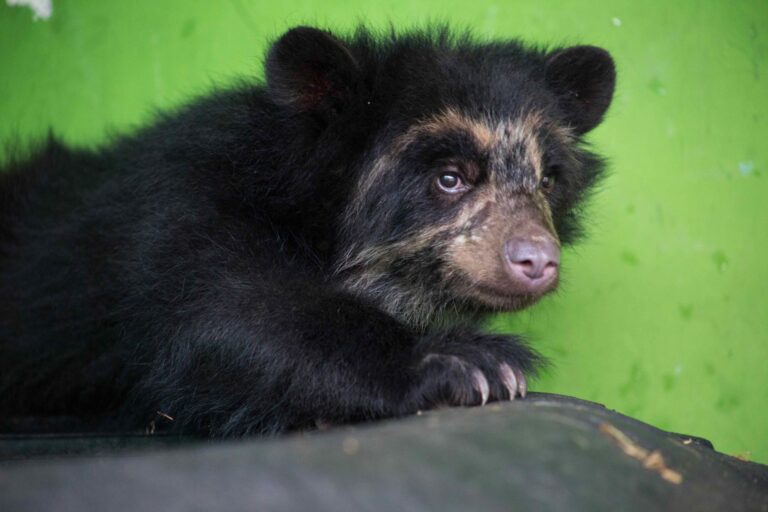 Puno sigue siendo la región con más tráfico de animales