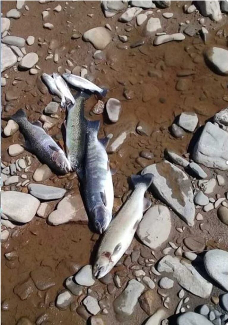 Polémica por peces muertos