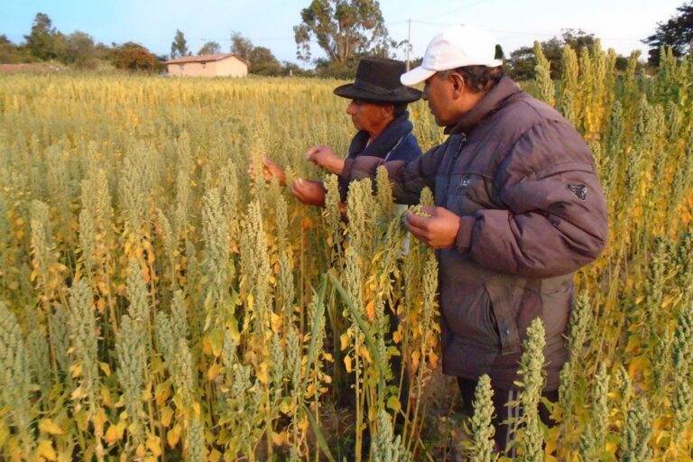 Sector agropecuario en  el olvido por Gobiernos