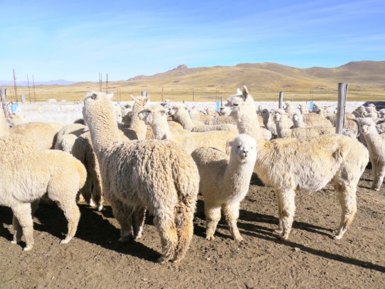Mil alpacas serán  puestas a la venta