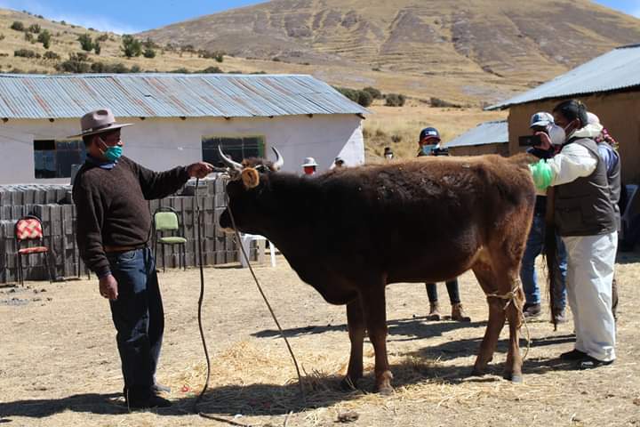 Buscan inseminar a más de mil 400 vacunos