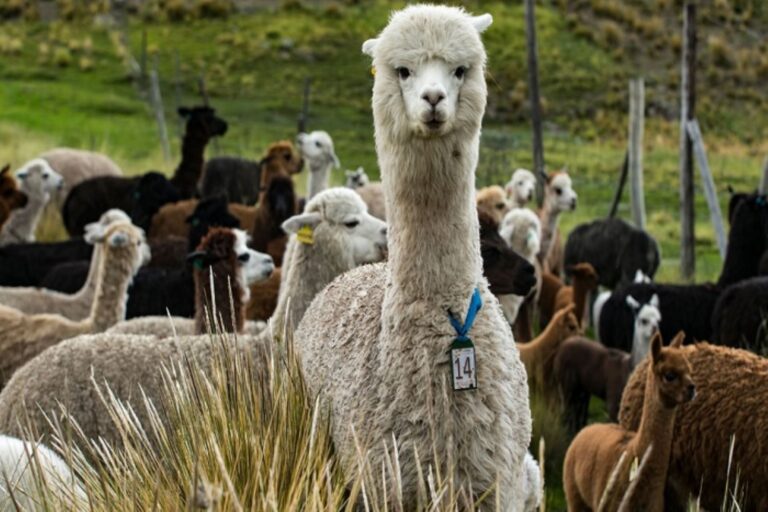 Coronavirus: anticuerpos de alpaca