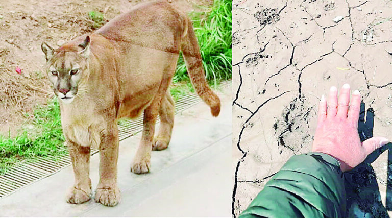Puma andino merodea en el distrito de Corire