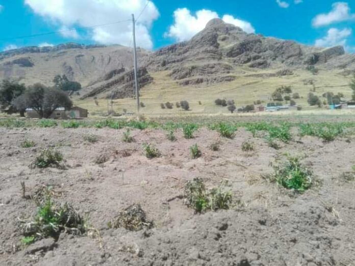 CULTIVOS. Fueron daños a causa de heladas