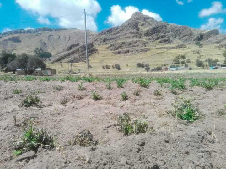 Heladas perjudican a sembríos de Cabanillas