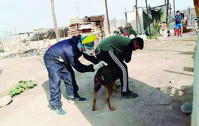 Se incrementa a cinco los casos de canes con rabia en Majes