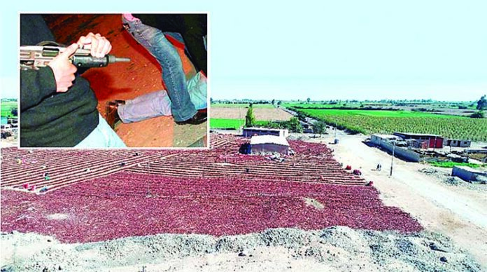 Banda criminal roba cosecha valorizada en S/ 70 mil en Majes