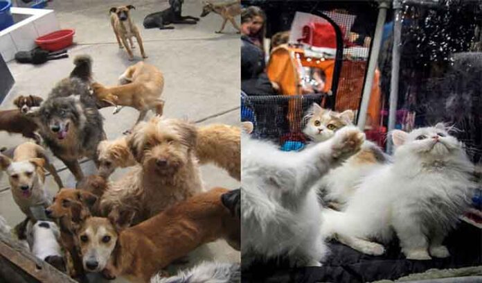 Congreso aprueba ley 'Cuatro Patas' para priorizar esterilizaciones de perros y gatos