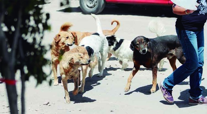 'Ley de cuatro patas': Más de 12 mil perros callejeros requieren control en Arequipa