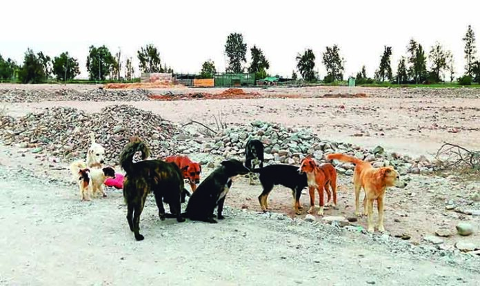 Más de 200 mil perros en Arequipa y Caylloma serán vacunados contra la rabia