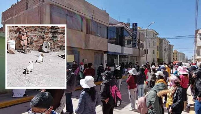 Rescatan a perritos de ser torturados por varón con alteraciones mentales en Juliaca