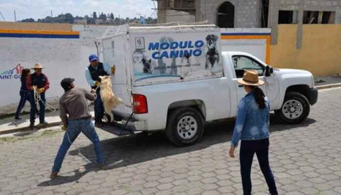 Arequipa: Retomarán captura de perros callejeros para controlar la rabia en Majes