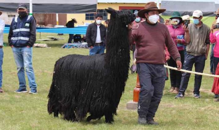 Piden Instituto Nacional de Camélidos a director de ganadería del Minagri