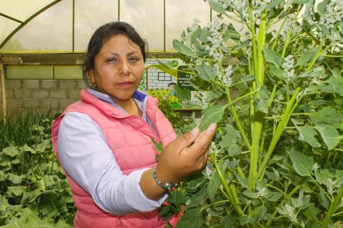 Biohuertos escolar de Julia produce hojas de quinua con alto valor nutricional