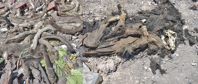 Juliaca: Hallazgo de colas de perro genera especulaciones sobre el uso de su carne