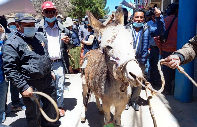 Dirigentes usan animales para protestar contra alcalde de Juliaca en aniversario