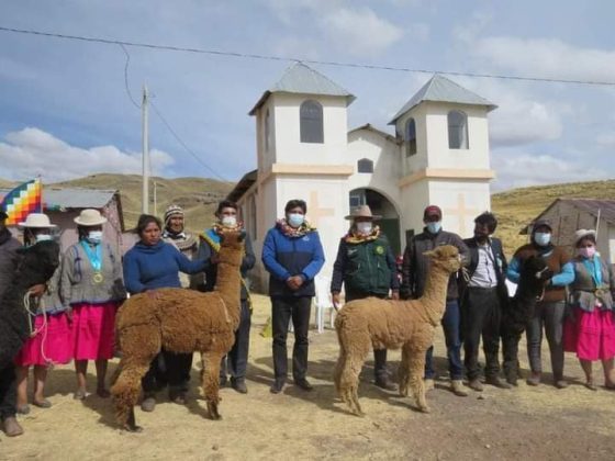 La DRAP formula el proyecto de “alpaca de color” para 12 provincias de Puno