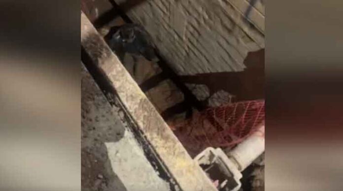 Puno: Anciano ebrio cae en zanja sin señalizar por la concesionaria OPETI