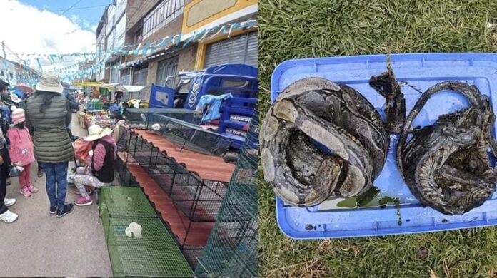 Mujer fue sentenciada a 2 años de cárcel por traficar con animales silvestres