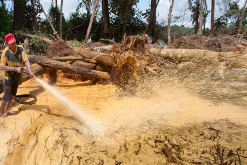 Minería ilegal ocasiona daños irreversibles en los ecosistemas selváticos.