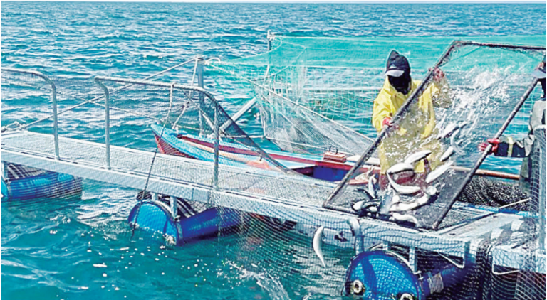 Compra de catamarán en el Gobierno Regional Puno  naufraga por desajustes