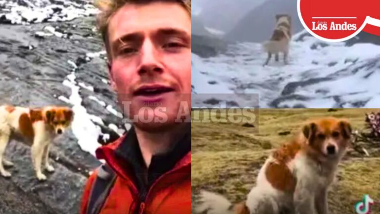 Perrito ‘salva’ a inglés perdido entre montañas de Ancash