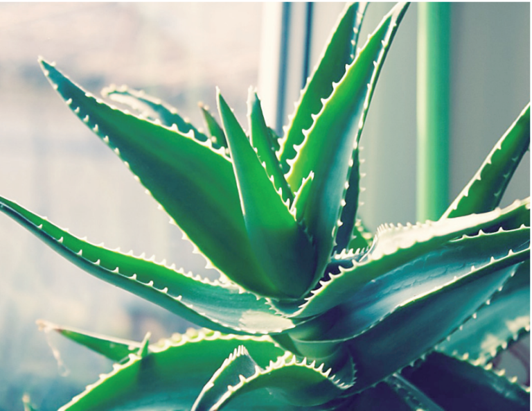 Plantas que purifican, armonizan y protegen tu hogar