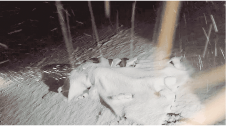 Turista argentina muere por rayo