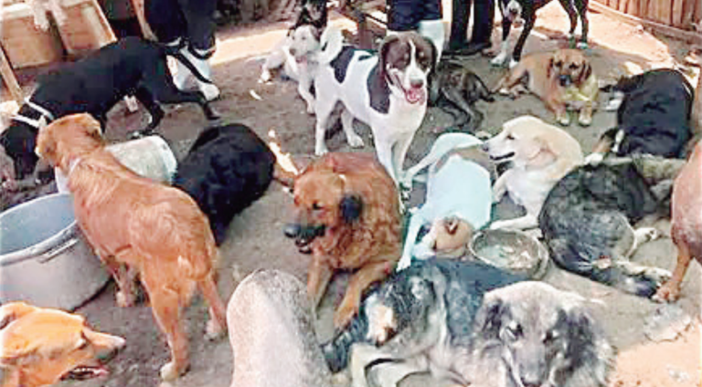 Ocultaban evidencia alimentando perros