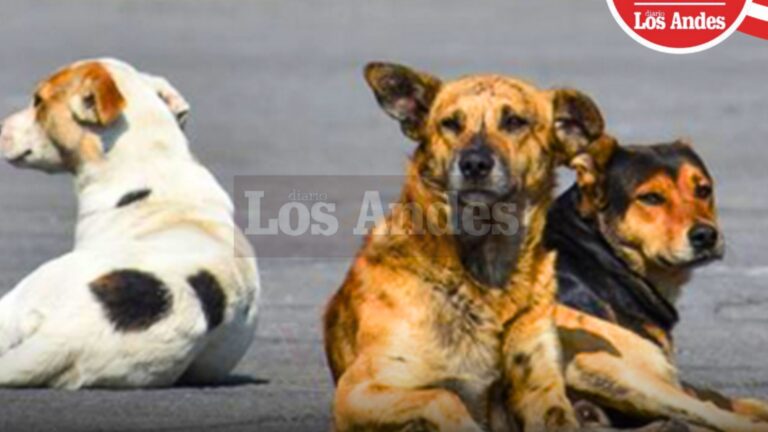 Arequipa: roban y matan a canes en Ugel Caravelí
